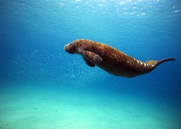 ibiza---oceanic-global-manatee_copy.jpg