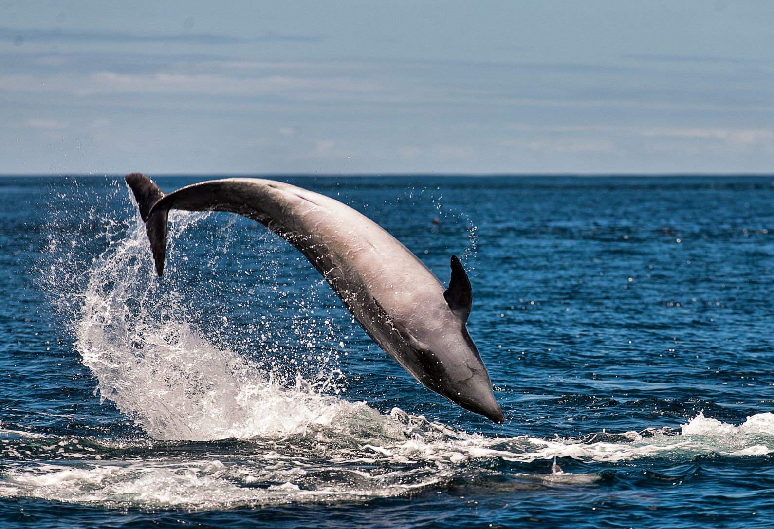 azorean-islands---images-Dolphin.jpg