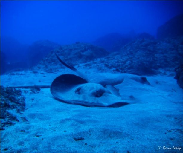 azorean-islands---images-Stingray.jpg