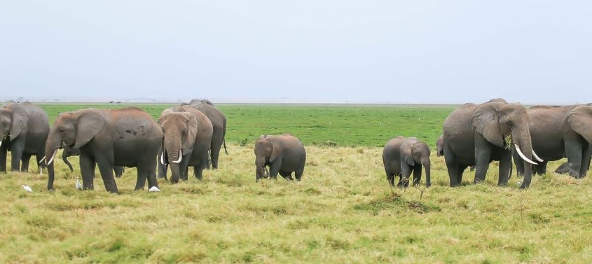 amboseli-national-park---kenya---images-Amboseli-park-845x377.jpg