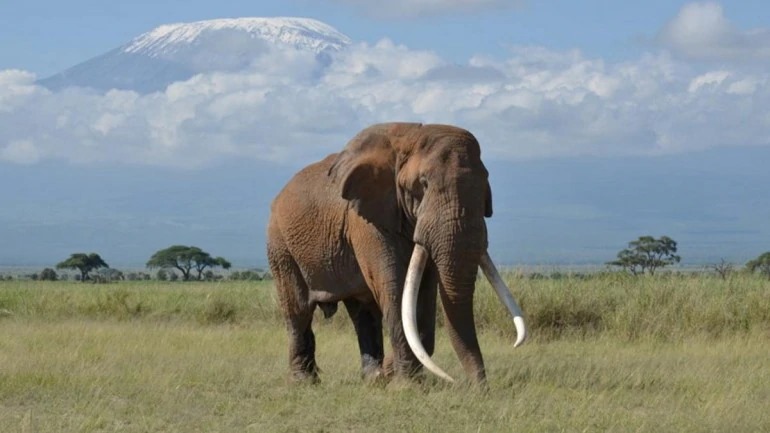 amboseli-national-park---kenya---images-big-tim-2.jpg