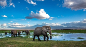 amboseli-national-park---kenya---images-lake-amboseli-national-park-300x166.jpg