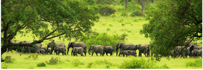 amboseli-national-park---kenya---images-shimba-hills-national-reserve.jpg