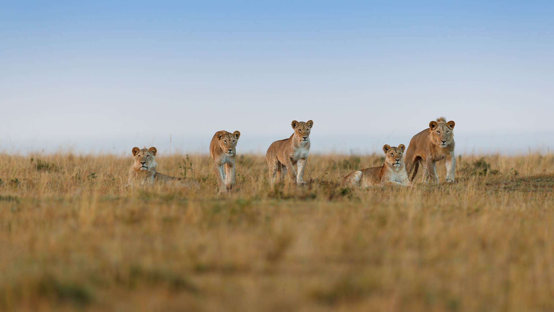 the-serengeti-national-park---tanzanian---images-conservation-serengeti.jpg