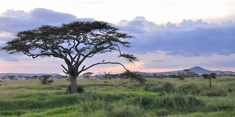 the-serengeti-national-park---tanzanian---images-seasons-africa-tanzania-serengeti.jpg