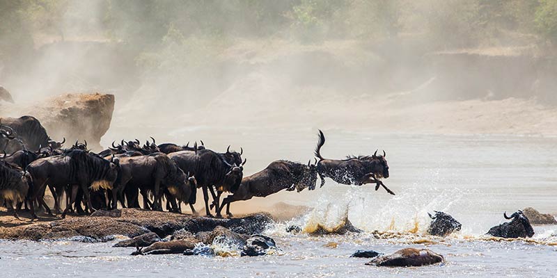 the-serengeti-national-park---tanzanian---images-tanzania-great-migration.jpg