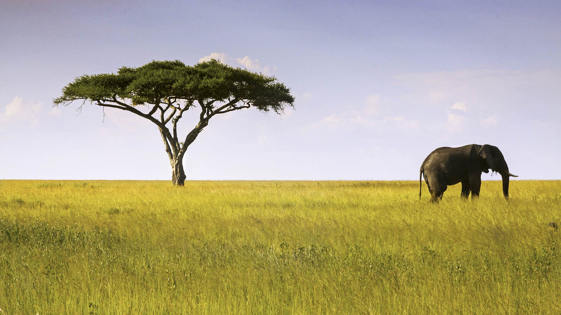 the-serengeti-national-park---tanzanian---images-when-to-visit-serengeti-national-park.jpg