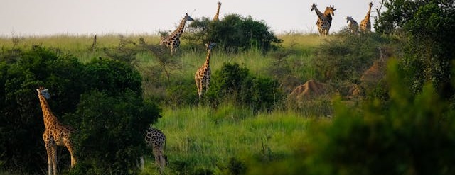 Safari Tanzania, which places to choose and how to organise it